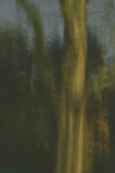 Louise Dudis, Tree 9, 2009